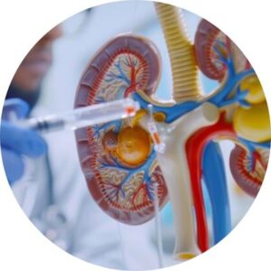 Image about Nephrology